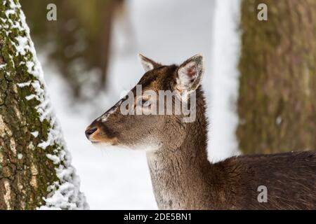 Damhirsch-Weibchen Dama dama Porträt in schneebedeckter Winterlandschaft Stockfoto