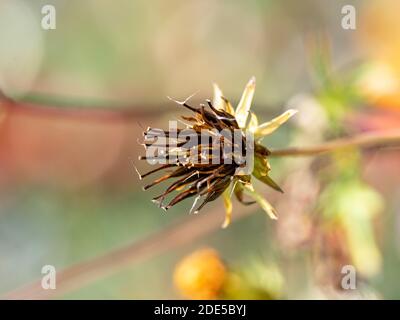 Gelbe kosmische Blume, Cosmos sulfureus, die im Spätherbst in der Nähe von Yokohama, Japan, Samen gegangen ist. Stockfoto