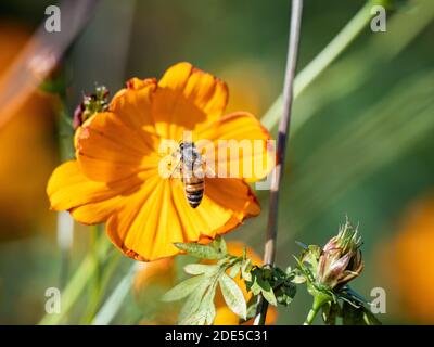 Eine japanische Honigbiene, APIs cerana japonica, fliegt in eine goldene kosmische Blume nahe dem Sakai Fluss in Yokohama, Japan. Stockfoto