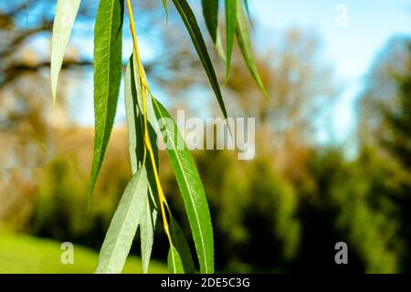 Weinender Weidenzweig, der auf dem Park hängt, verschwommener natürlicher Hintergrund. Nahaufnahme. Stockfoto