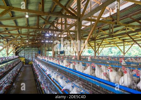 Auf einer Geflügelfarm in Batangas, Philippinen Stockfoto