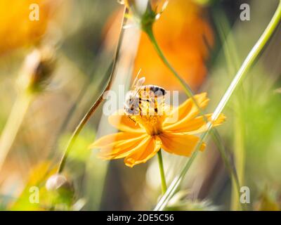Eine japanische Honigbiene, APIs cerana japonica, fliegt in eine goldene kosmische Blume nahe dem Sakai Fluss in Yokohama, Japan. Stockfoto