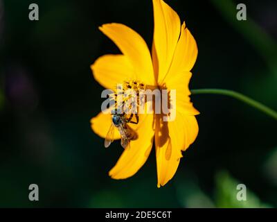 Eine japanische Honigbiene, APIs cerana japonica, fliegt in eine goldene kosmische Blume nahe dem Sakai Fluss in Yokohama, Japan. Stockfoto