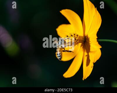 Eine japanische Honigbiene, APIs cerana japonica, fliegt in eine goldene kosmische Blume nahe dem Sakai Fluss in Yokohama, Japan. Stockfoto