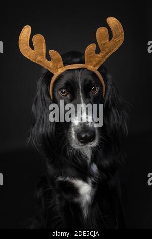 Niedliches Weihnachtsporträt eines schwarzen irischen Setter Hundes mit Rentiergeweih auf schwarzem Hintergrund. Stockfoto