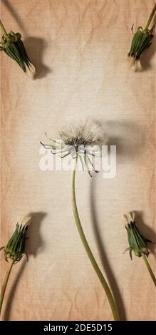 Eine flauschige Löwenzahn-Blume und vier geschlossene Löwenzahn in den Ecken. Retro-Kunstkarte Stockfoto