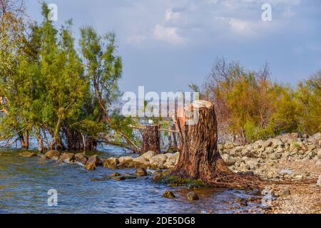 Blick auf den Galiläischen See vor dem Hintergrund der Golanhöhen in Israel. Camping am Ufer des Sees von Galiläa. Rotes Zelt. Wolkiger Blauer Himmel. Hochwertige Fotos Stockfoto