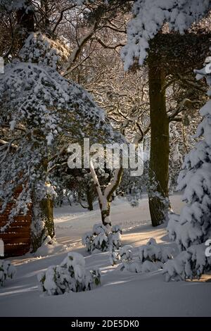 Februar und ein starker Schneefall bedeckt Tannen und Birken Auf dem Land rund um die Yorkshire Dales Kleinbetriebe Stockfoto