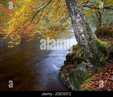 Bäume in Herbstfarben am Ufer des Flusses Lyon, Glen Lyon, Perth und Kinross, Schottland.Bäume in Herbstfarben am Ufer des Flusses Lyon, Stockfoto