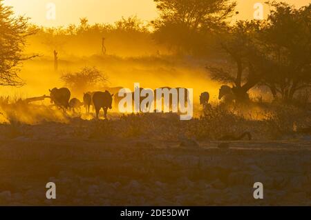 Silhouetten von Burchells Zebras, Equus quagga burchellii, Spaziergang bei Sonnenuntergang im Norden Namibias Stockfoto