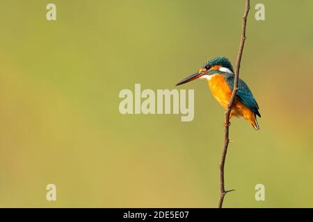 Gewöhnlicher Eisvogel, der auf einem Barsch in die Ferne blickt Stockfoto