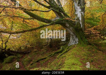 Alte Buche in Herbstfarben, Glen Lyon, Perth und Kinross, Schottland Stockfoto