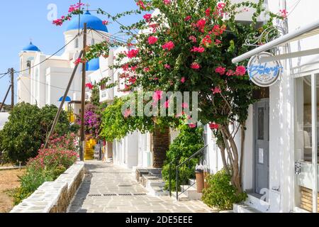 IOS, Griechenland - 20. September 2020: Griechische, weiß getünchte Straße mit Bougainvillea-Blumen in Chora auf der Insel iOS. Kykladen Stockfoto