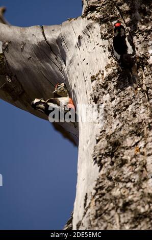 Paar und Küken des Buntspechs Dendrocopos major thanneri in seinem Nest. Reserve von Inagua. Tejeda. Gran Canaria. Kanarische Inseln. Spanien. Stockfoto