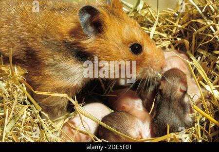 Goldhamster, mesocricetus auratus, Weibchen mit Junggeburten im Nest Stockfoto