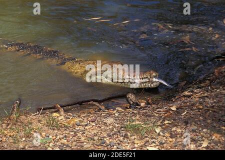 Australische Süßwasser Krokodil, Crocodylus Johnstoni, Erwachsenen essen Fisch, Australien Stockfoto