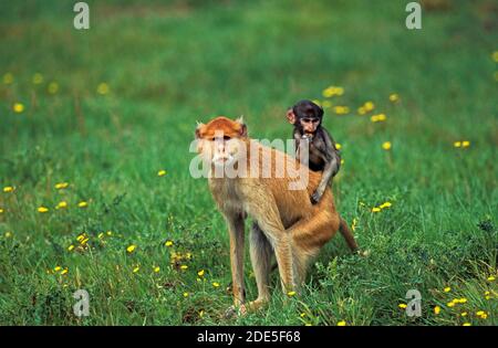 Patas Affe, Erythrocebus Patas, Weiblich, jung auf seinen Rücken zu tragen Stockfoto