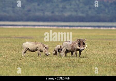 Warthog, phacochoerus aethiopicus, Adults and Young, Nakuru Lake in Kenia Stockfoto