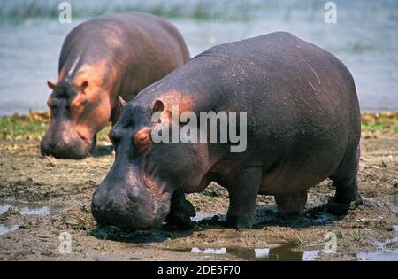 Nilpferd, Hippopotamus Amphibius, Erwachsene stehen in der Nähe von See, Virunga-Park im Kongo Stockfoto