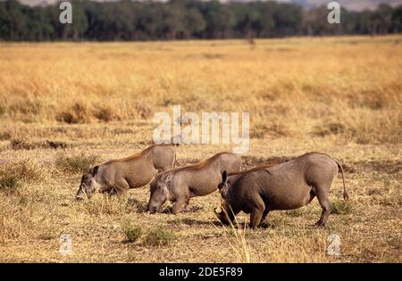 Warzenschwein, Phacochoerus Aethiopicus, Erwachsene Essen Grass, Nakuru See in Kenia Stockfoto