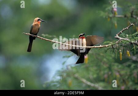 Bee Eater mit weißer Fassade, merops Bullockoides, Landung von Erwachsenen auf Zweigstelle, Kenia Stockfoto