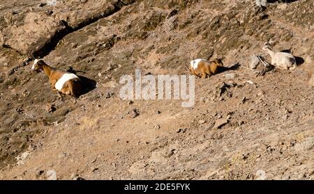 Ziegenweibchen Capra aegagrus hircus und zwei Kinder ruhen. Integral Natural Reserve von Inagua. Tejeda. Gran Canaria. Kanarische Inseln. Spanien. Stockfoto