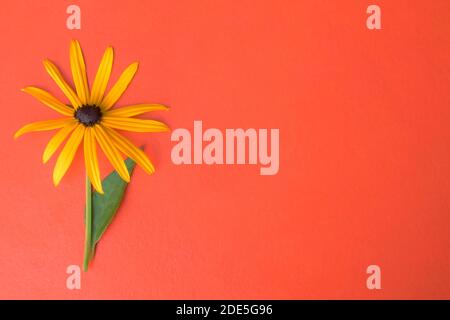 Gelbe Rudbeckia Blume auf rotem Hintergrund mit Platz für Text. Stockfoto