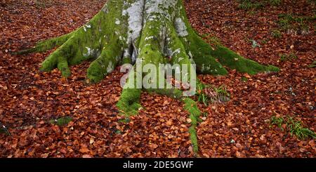 Buchenstamm und moosbedeckte Wurzeln, umgeben von herbstlichen Herbstblättern, bei Logie, Moray, Schottland Stockfoto