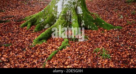 Buchenstamm und moosbedeckte Wurzeln, umgeben von herbstlichen Herbstblättern, bei Logie, Moray, Schottland Stockfoto