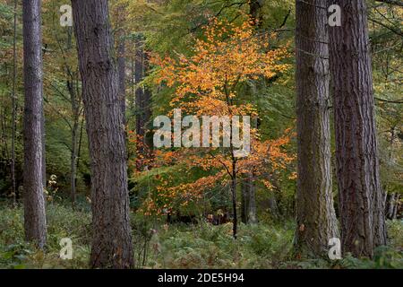 Junge Buche in Herbstfarben, umgeben von Tannen, in der Nähe von Logie, Moray, Schottland. Stockfoto