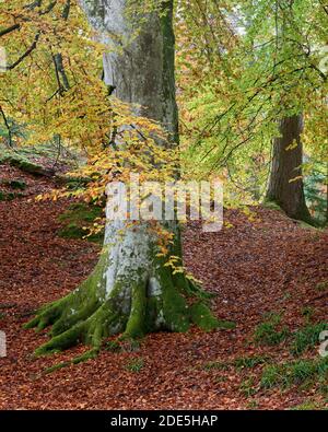 Buchenstamm und moosbedeckte Wurzeln, umgeben von herbstlichen Herbstblättern, bei Logie, Moray, Schottland Stockfoto