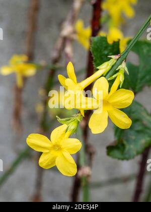 Gelbe Blüten vom Spätherbst bis zum Winter blühender Winterjasmin, Jasminum nudiflorum Stockfoto