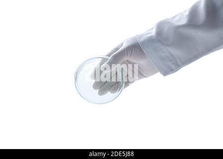 Hand Wissenschaftler tragen Gummihandschuhe und halten Petrischale isoliert auf weißem Hintergrund und Coppy Raum, Chemische Labor Glaswaren und Wissenschaft conce Stockfoto