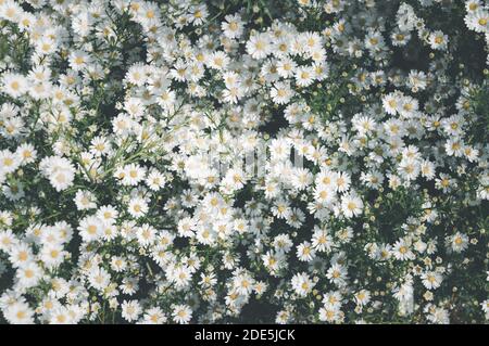 Schöne schöne Blüte Gänseblümchen Blumen Hintergrund. Draufsicht und vintage Ton Stockfoto