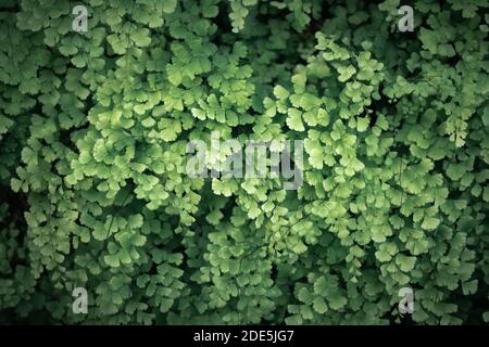 Adiantum capillus veneris, Schwarzer Maidenhair Farn, selektiver Fokus Stockfoto