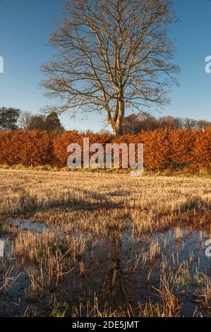 Winterportrait von Birke hinter goldener Buche Hecke reflektiert in Wasserpfütze in Bauernhof Stoppeln Feld als Sonnenuntergang, Hillside, Montrose, Schottland, U K Stockfoto