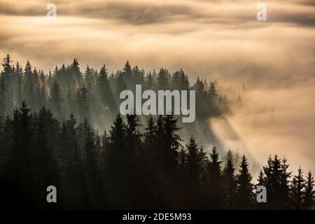 Wald im Nachmittagsnebel. Nebel durch Sonnenstrahlen geteilt. Nebliger Blick am Nachmittag in der nassen Berggegend. Stockfoto