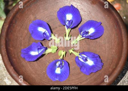 Sechs Clitoria ternatea Blumen werden auf einem Tonteller serviert Stockfoto