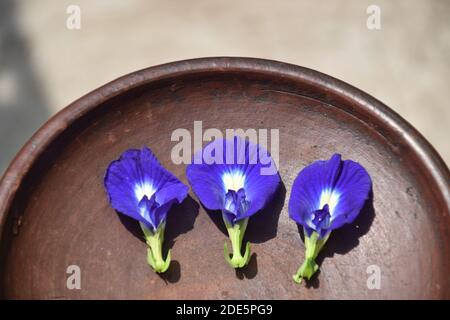 Drei Clitoria ternatea Blumen werden auf einem Tonteller serviert Stockfoto