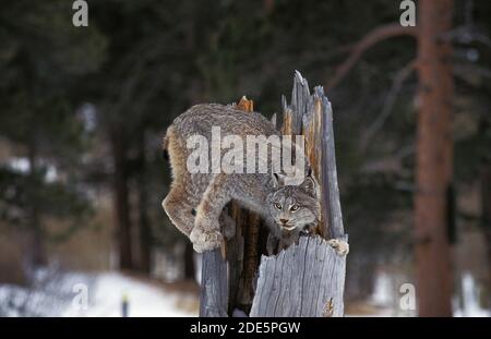 Kanadischer Luchs, Luchs canadensis, Erwachsener auf Stump, Kanada Stockfoto