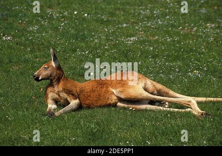 Red Kangaroo, Macropus Rufus, Erwachsenen Festlegung auf Rasen Stockfoto