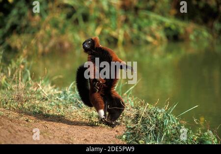 Rote gekräuselte Lemur, Lemur variegatus rubra, Erwachsene Hopping über offenen Boden, stehend auf Hinterbeinen Stockfoto