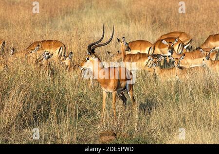 Impala, Aepyceros melampus, Männchen mit Weibchen, Masai Mara Park in Kenia Stockfoto