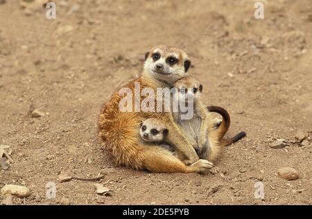 Erdmännchen Suricata Suricatta, Weibchen mit jungen Stockfoto