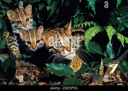 Leopardkatze Prionailurus Bengalensis, Weibchen mit Jungtier Stockfoto