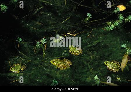 Essbarer Frosch oder Grüner Frosch, rana esculenta, im Teich stehende Erwachsene Stockfoto