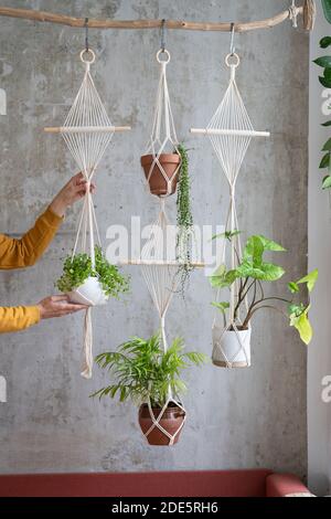 Frau Gärtner hält Macrame Pflanze Kleiderbügel mit Zimmerpflanze über graue Wand. Hobby, Liebe zu Pflanzen, Heimtextilien-Konzept. Stockfoto