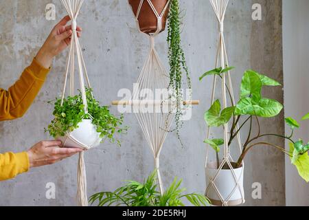 Frau Gärtner hält Macrame Pflanze Kleiderbügel mit Zimmerpflanze über graue Wand. Hobby, Liebe zu Pflanzen, Heimtextilien-Konzept. Stockfoto