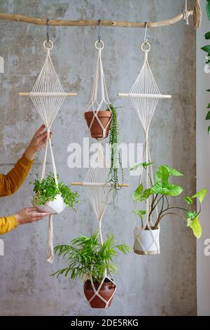 Frau Gärtnerin hält Macrame Pflanze Kleiderbügel mit Zimmerpflanzen über graue Wand zu Hause. Hobby, Liebe zu Pflanzen, Heimtextilien-Konzept. Stockfoto