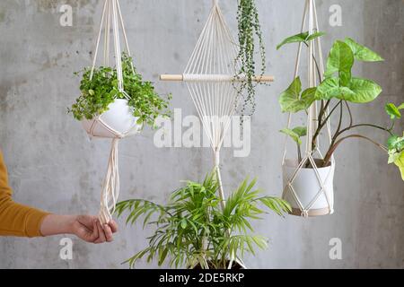 Frau Gärtner hält Macrame Pflanze Kleiderbügel mit Zimmerpflanze über graue Wand. Hobby, Liebe zu Pflanzen, Heimtextilien-Konzept. Stockfoto